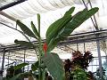 100_2261-Bananenbluete