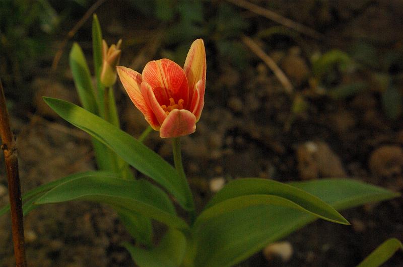 IMGP0205.JPG