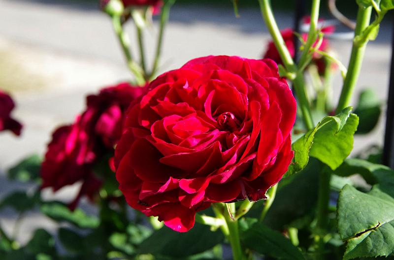 IMGP1394.JPG