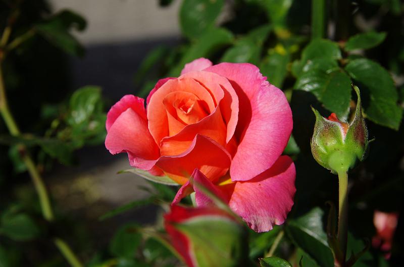 IMGP1396.JPG
