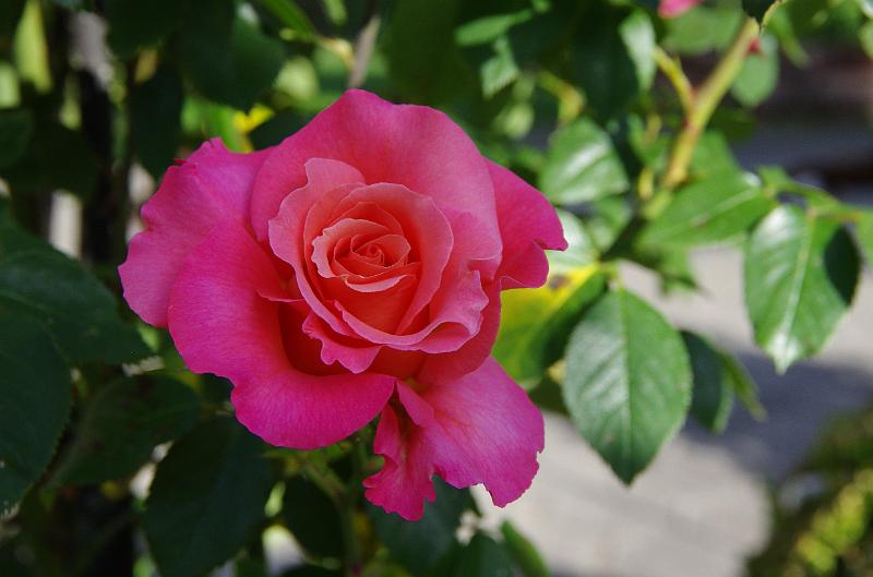 IMGP1397.JPG