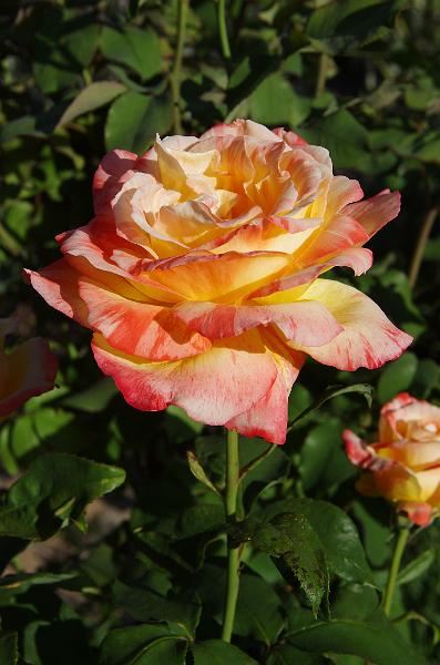 IMGP1424.JPG