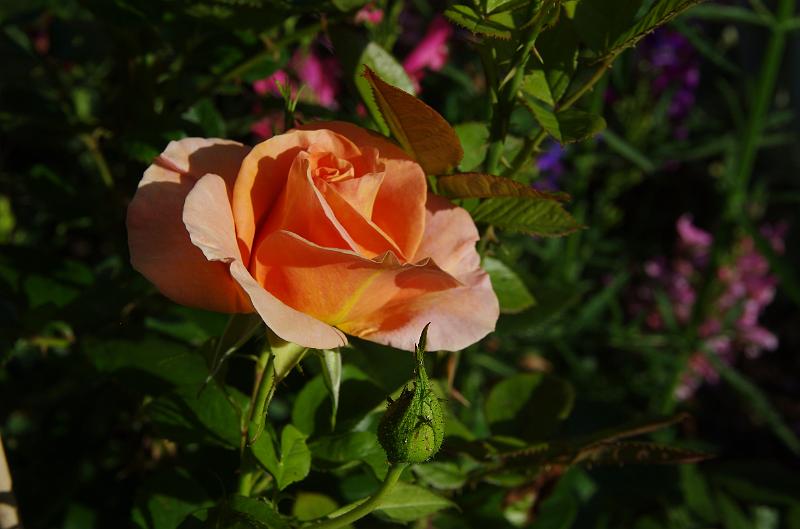 IMGP1426.JPG