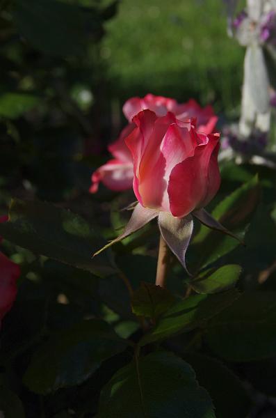 IMGP1433.JPG